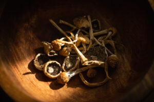 Dried hallucinogenic magic mushrooms